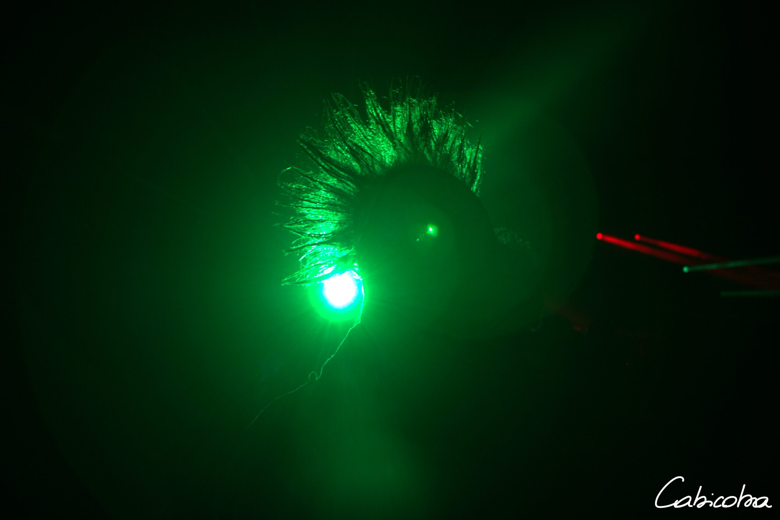 Party animals ! test